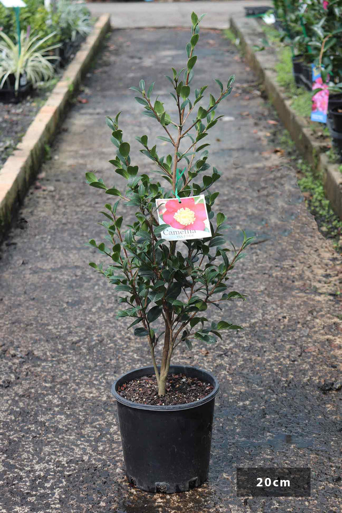 Camellia sasanqua 'Yuletide' in a 20cm black pot
