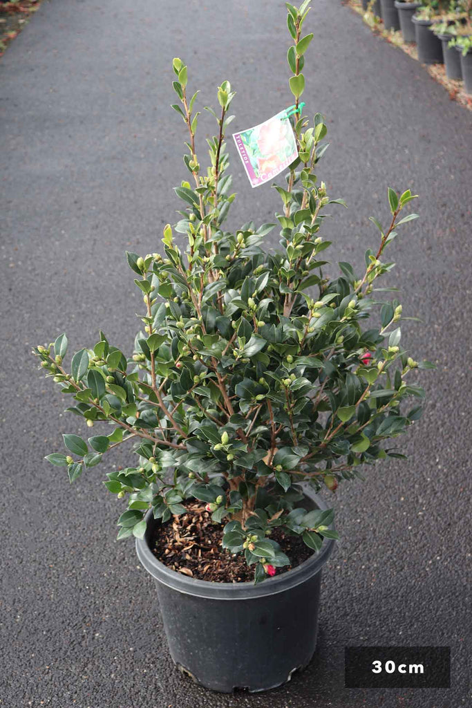 Camellia sasanqua 'Yuletide' in a 30cm black pot