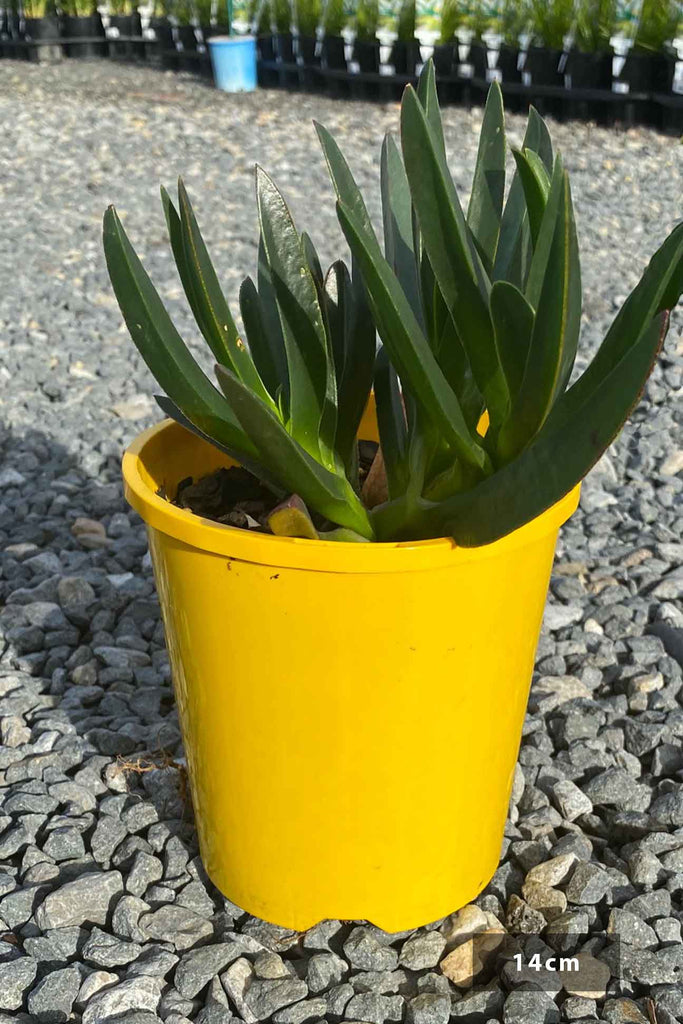 Carpobrotus Rossi Yellow in a 14cm pot.
