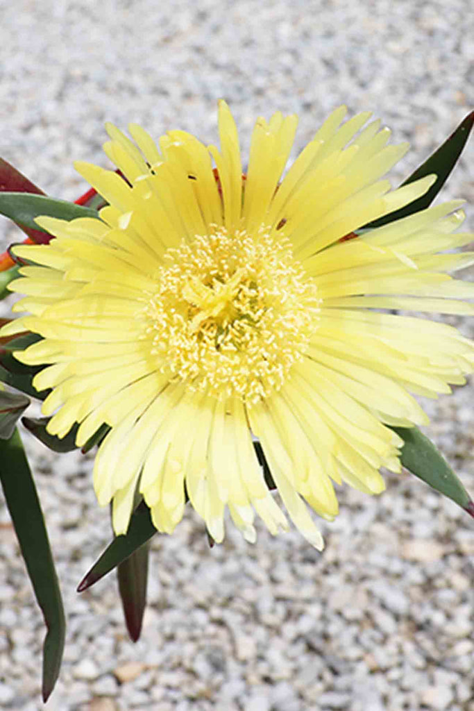 Carpobrotus Rossi Yellow - close up of flower.