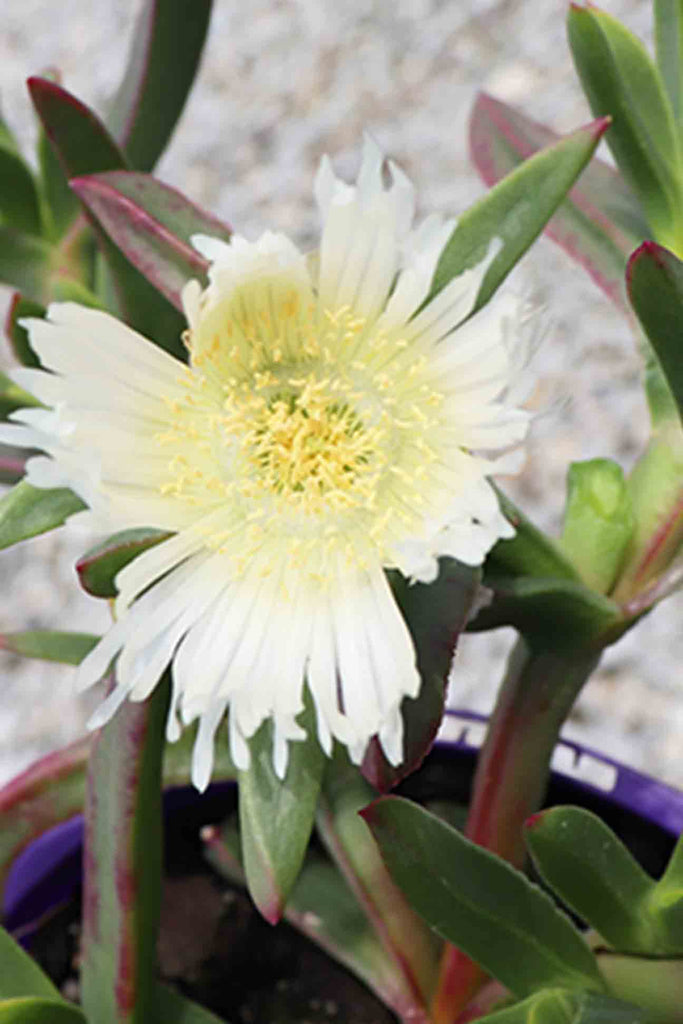 close up of Carpobrotus Rossi - White flower and green foliage