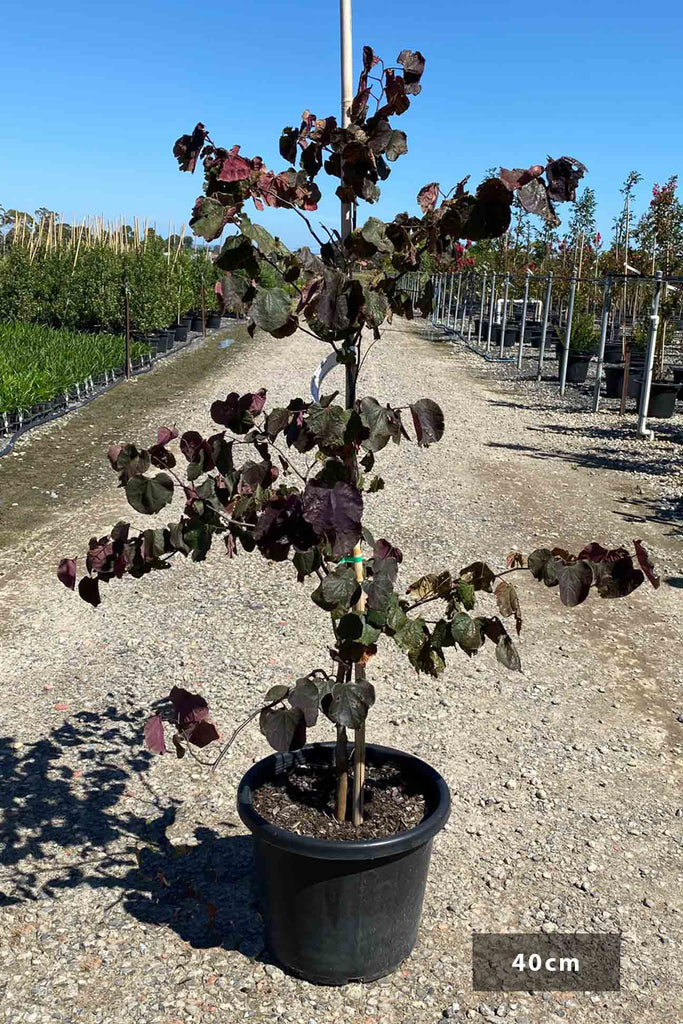 Cercis Canadensis Forest Pansy in 40cm black pot.