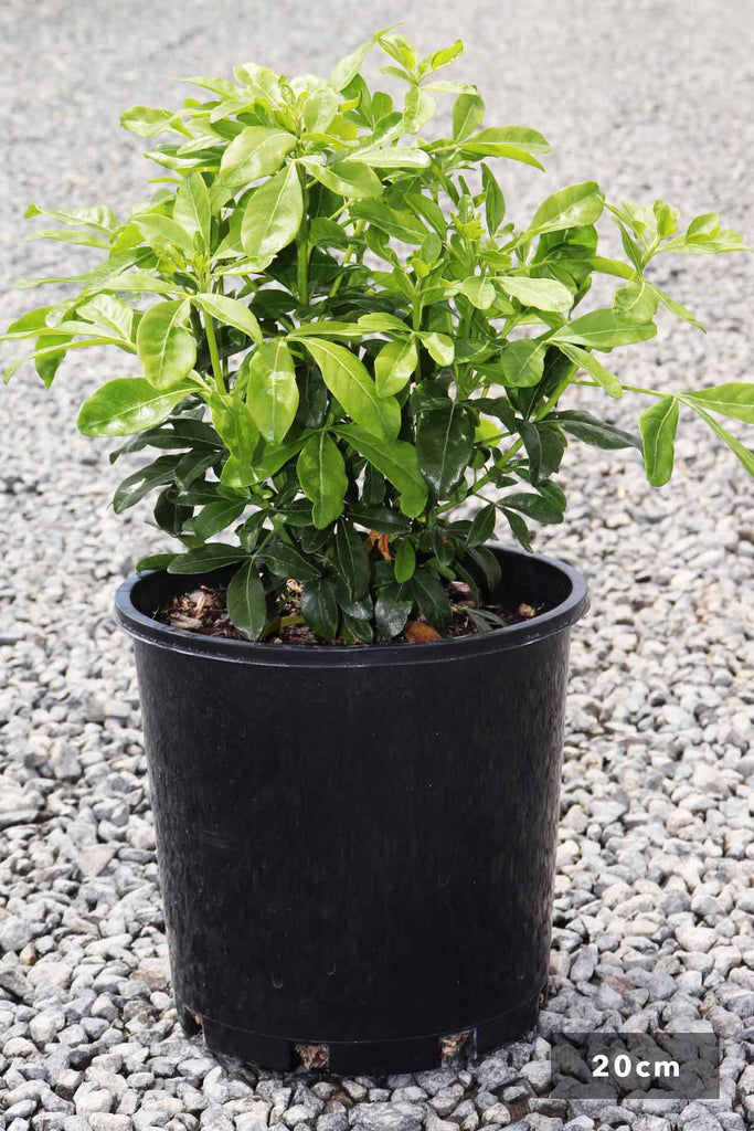 Choisya Ternata single in a 20cm black pot