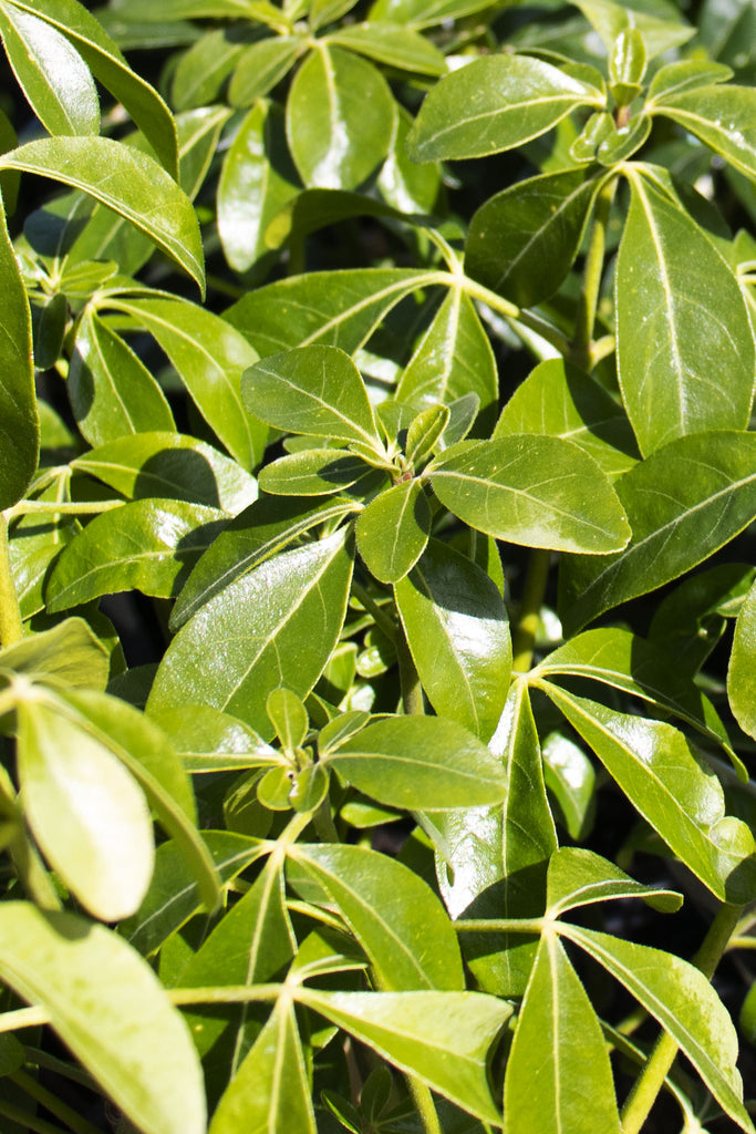close up of Choisya Ternata green foliage