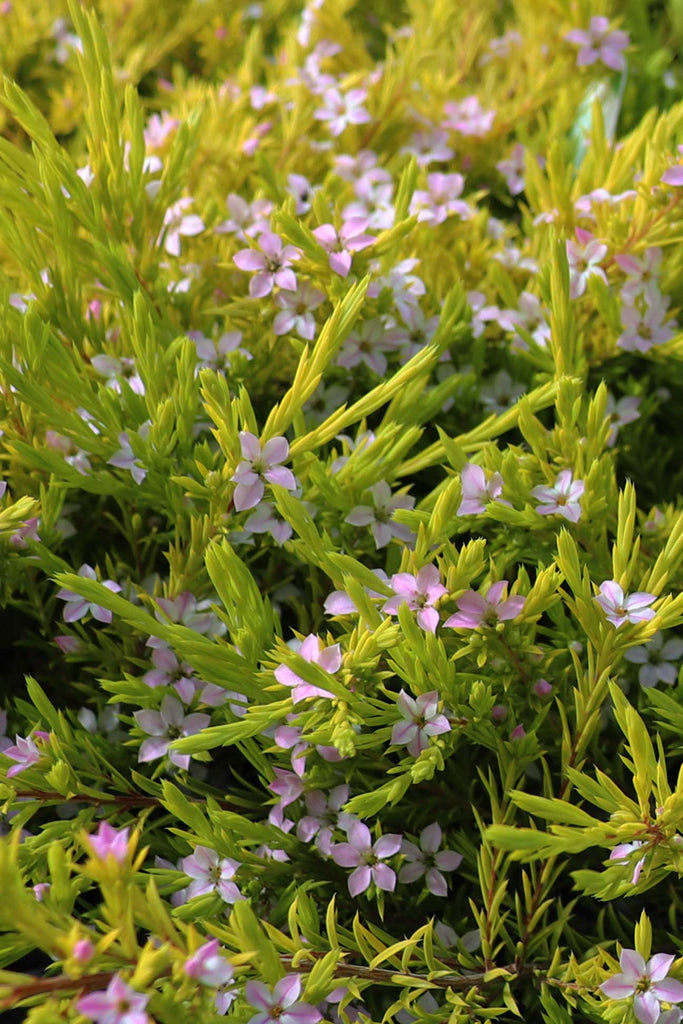 close up of the Coleonema Pulchrum Aurea green foliage and pink star-shaped flowers