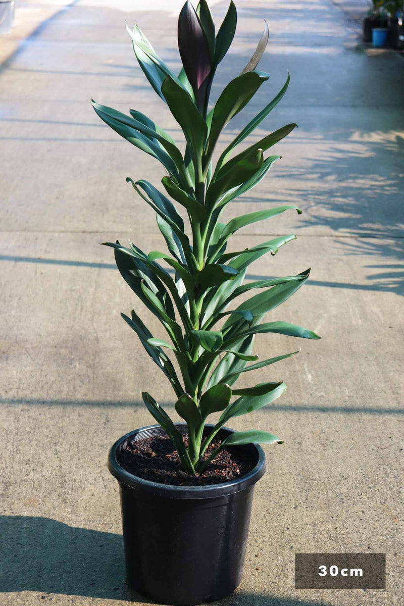 dracaena cordyline glauca Cordyline fruticosa 'Glauca' – Dinsan Nursery