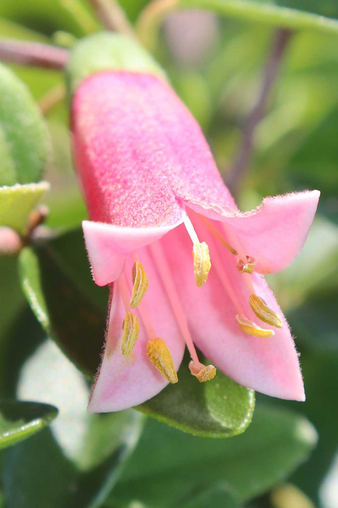 Correa Dusky Bells flower