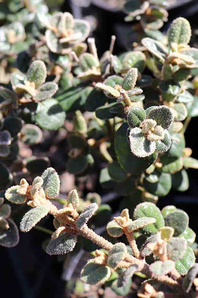 close up of Correa Reflexa Nummarifolia green foliage