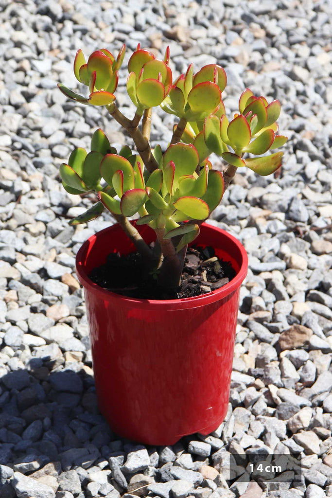 Crassula ovata in a red 14cm pot