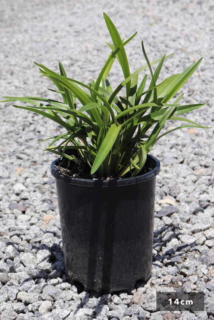 Dianella Caerulea 'Breeze' in a 14cm black pot