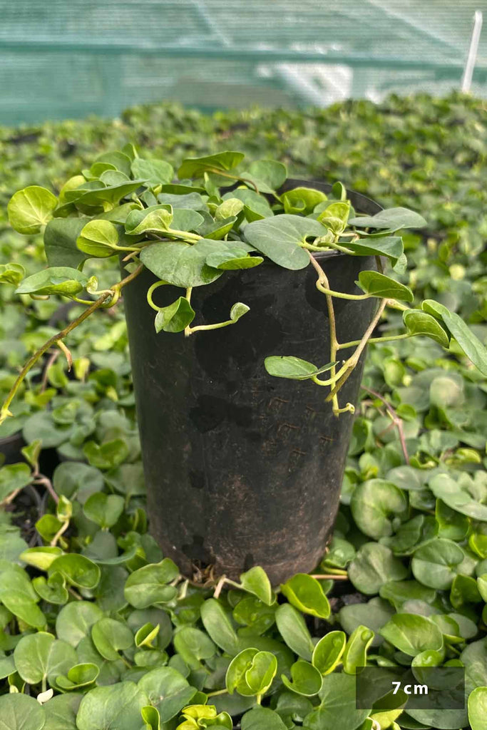 Dichondra repens in 7cm block pot