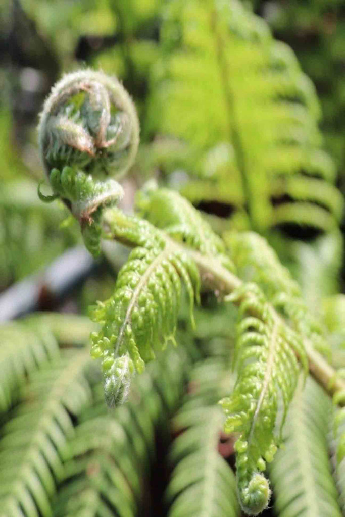 close up of Dicksonia Antarctica green fern like foliage