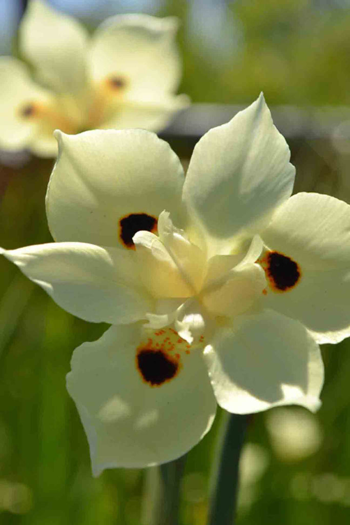 close up of Dietes Bicolor cream coloured flower