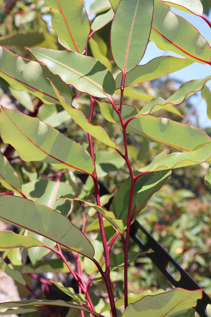 close up of the Eucalyptus ficifolia foliage