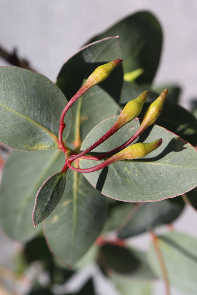 close up of Eucalyptus leucoxylon Rosea flower buds and sage green foliage