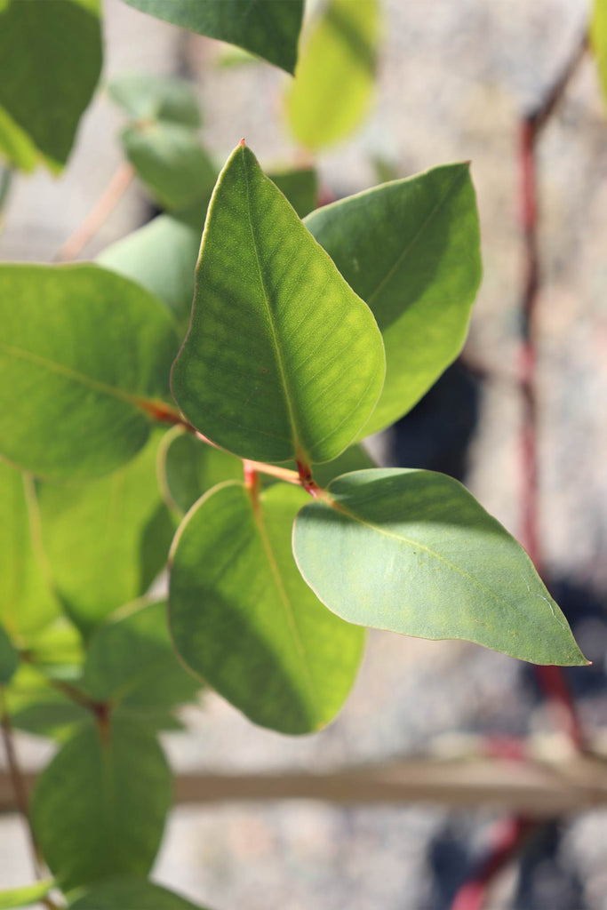 Close up of the Eucalyptus leucoxylon 'Euky Dwarf' leaves