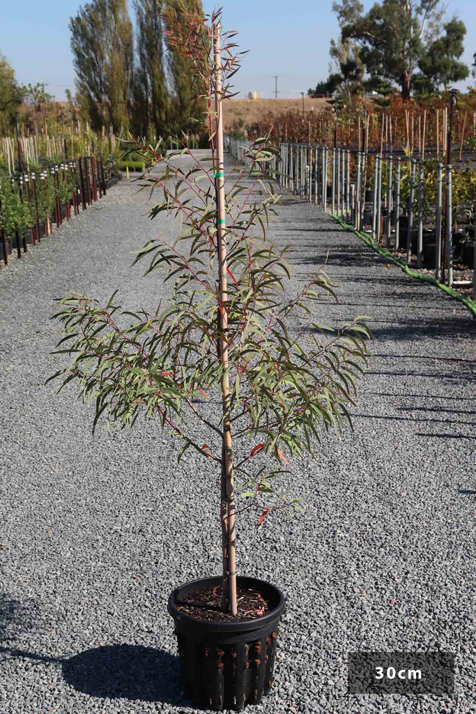 Eucalyptus mannifera in a 30cm black pot