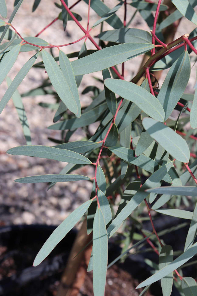 close up of Eucalyptus mannifera leaves