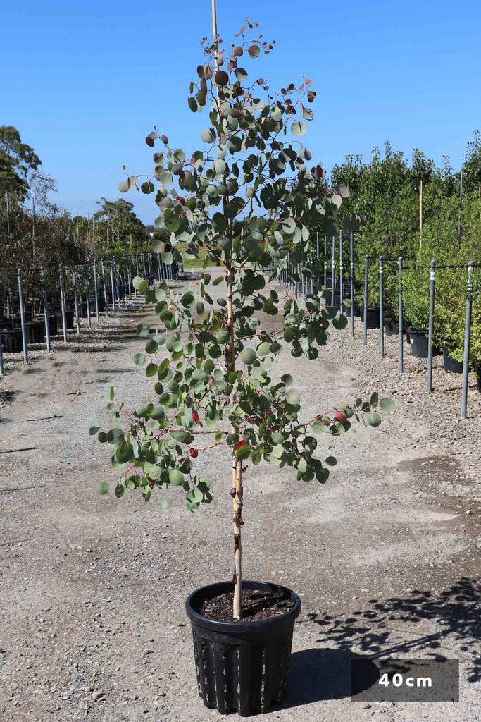 Eucalyptus polyanthemos in a 40cm black pot