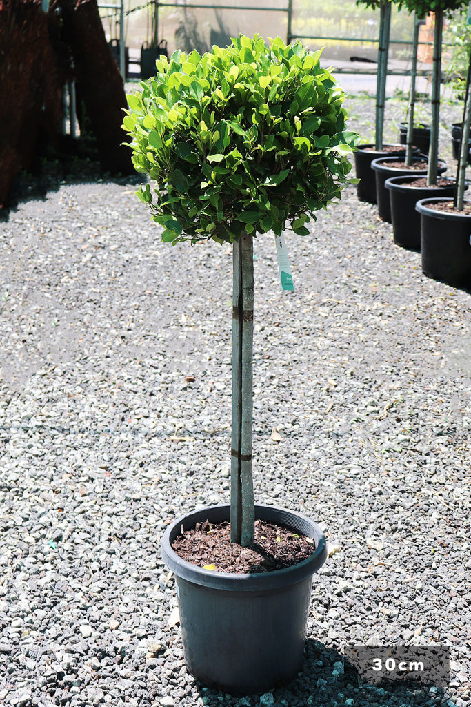 Ficus Hilli 'Emerald Green' Standards in a 30cm black pot