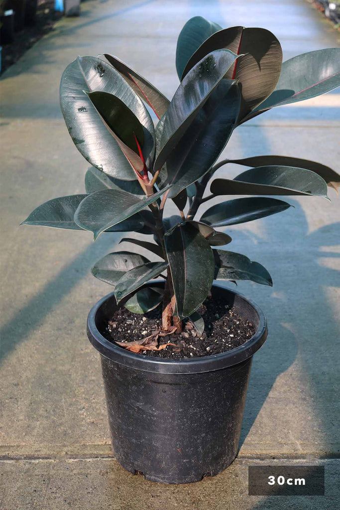 Ficus elastica 'Burgundy' in a 30cm Black pot
