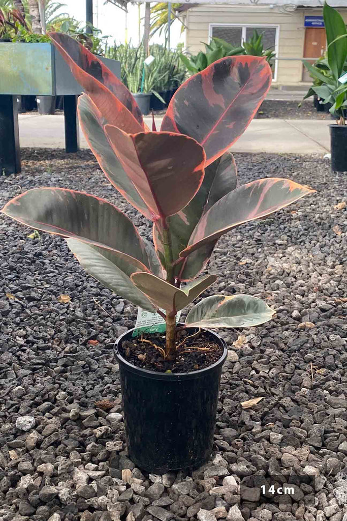 Ficus elastica 'Tineke Ruby' in a 14cm black pot