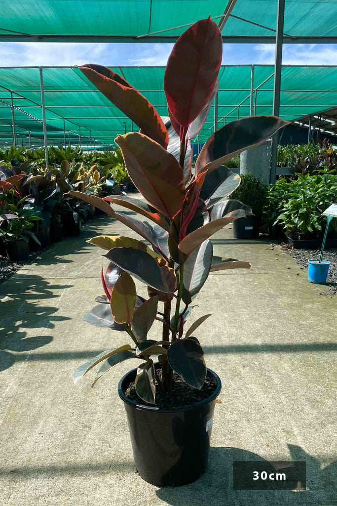 Ficus elastica 'Tineke Ruby' in a 30cm black pot