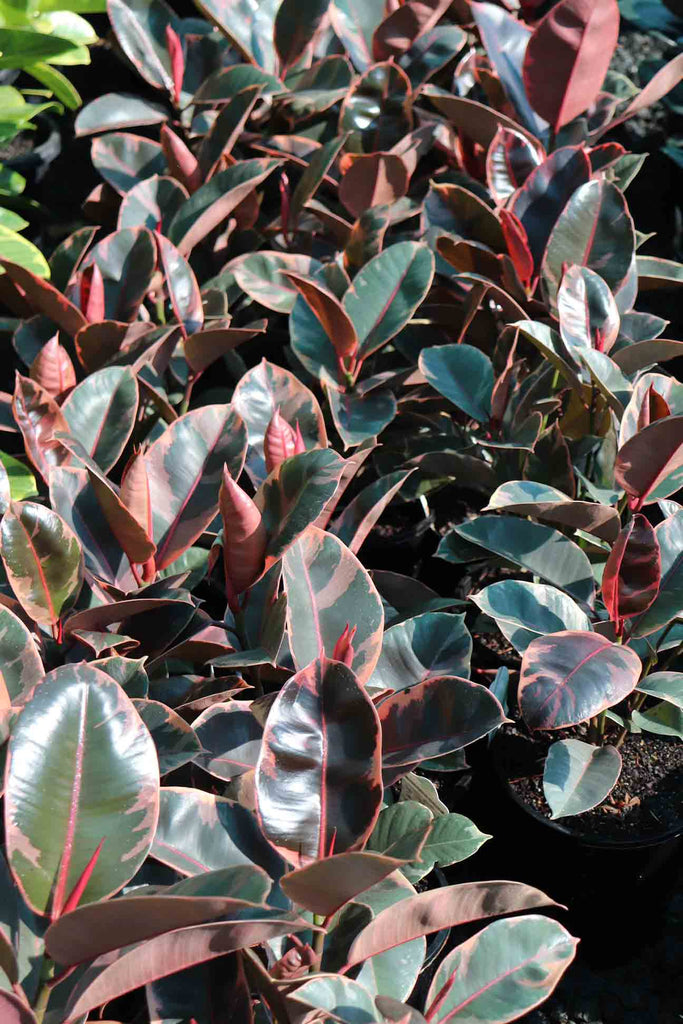 Ficus elastica 'Tineke Ruby' group in black pots