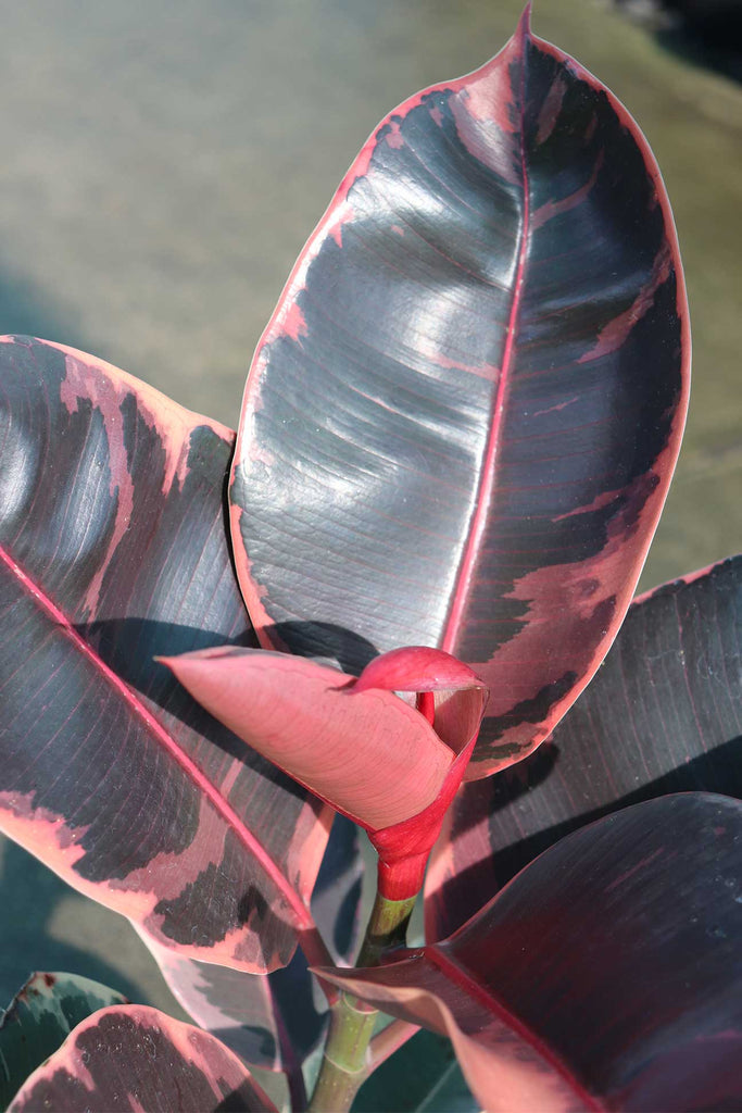 Close up of Ficus elastica 'Tineke Ruby' leaves