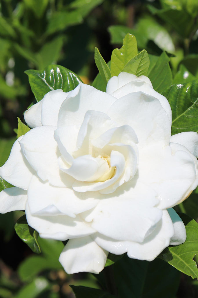 Close up photograph of Gardenia augusta 'Florida’ white flower 