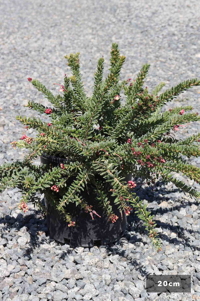 Grevillea lanigera Mt Tamboritha in 20cm black pot