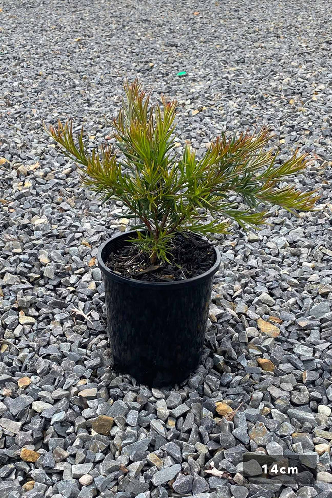 Grevillea Rosmarinafolia in a 14cm pot