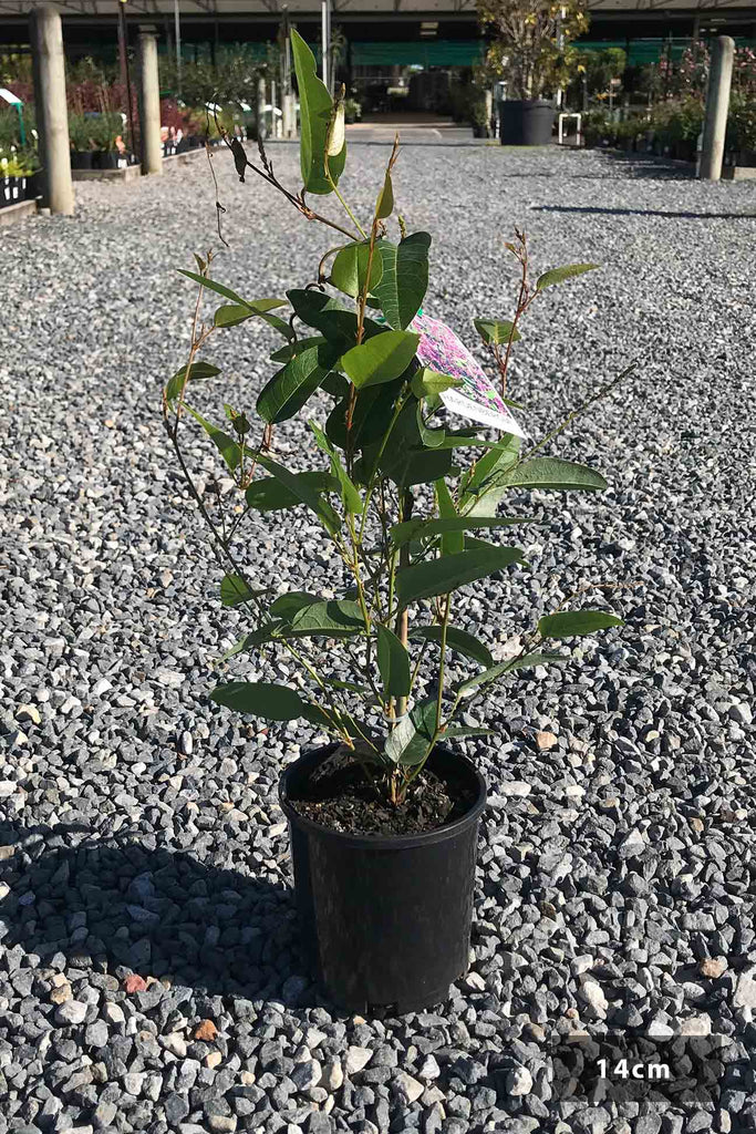 Hardenbergia violacea 'Happy Wanderer' in a 14cm black pot
