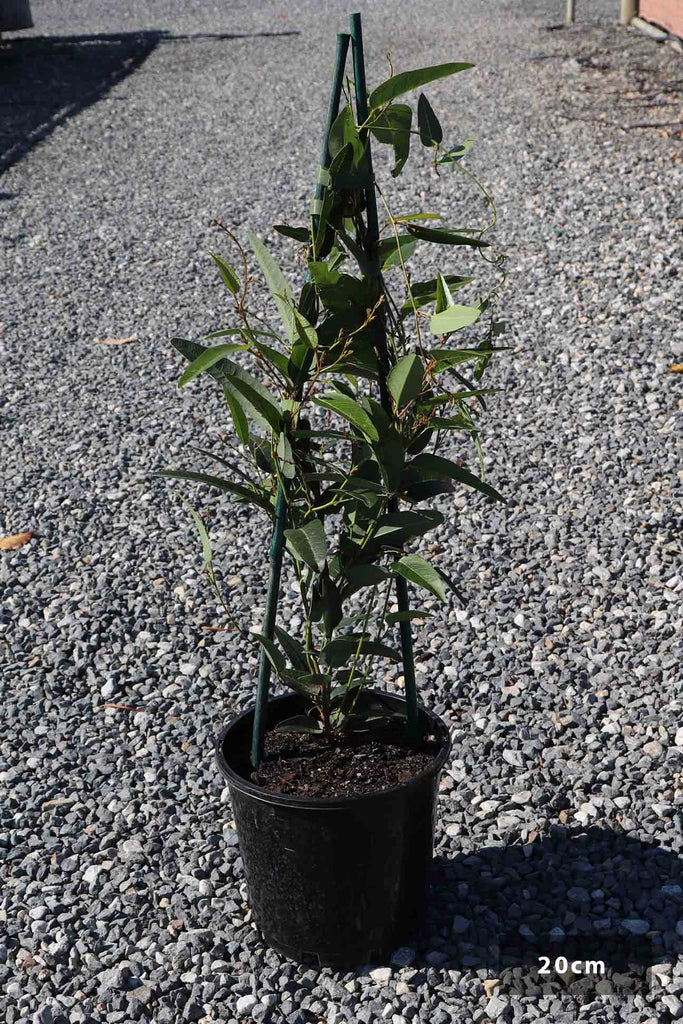 Hardenbergia-Violacea 'Happy Wanderer' in a 20cm black pot