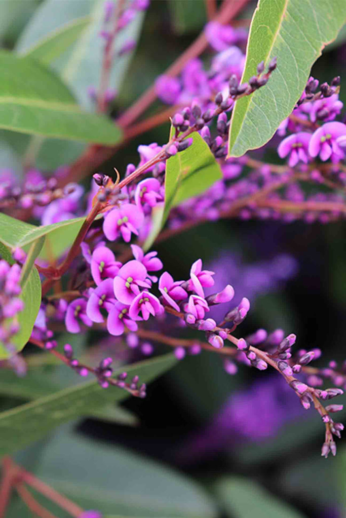close up of Hardenbergia Violacea Happy Wanderer small purple flowers and green foliage