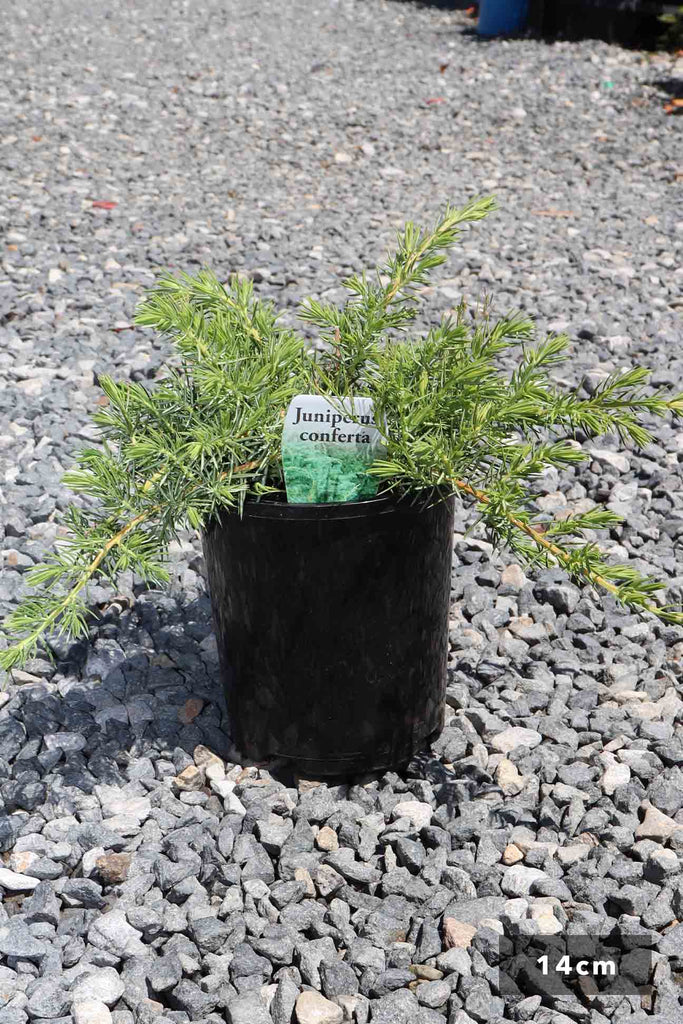Juniperus Conferta in 14cm black pot.