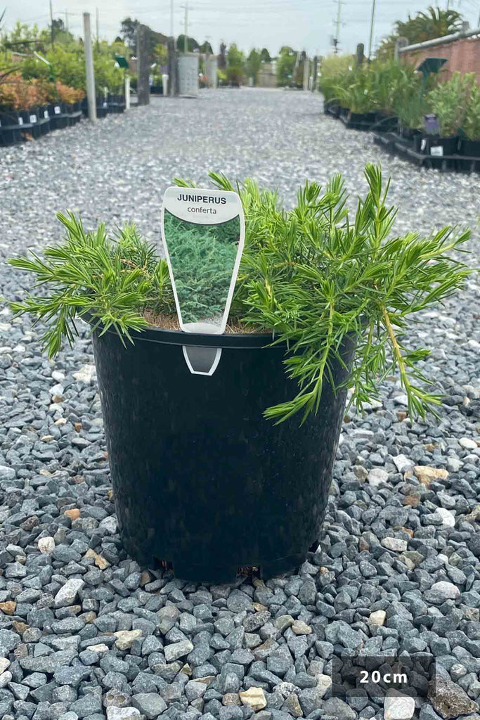 Juniperus Conferta in 20cm black pot.