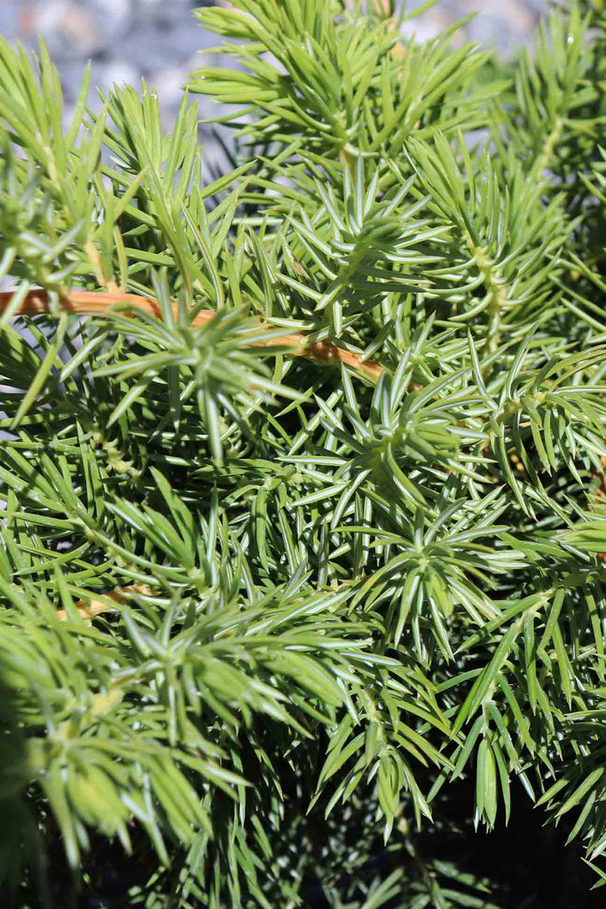 Close up of Juniperus Conferta leaves.