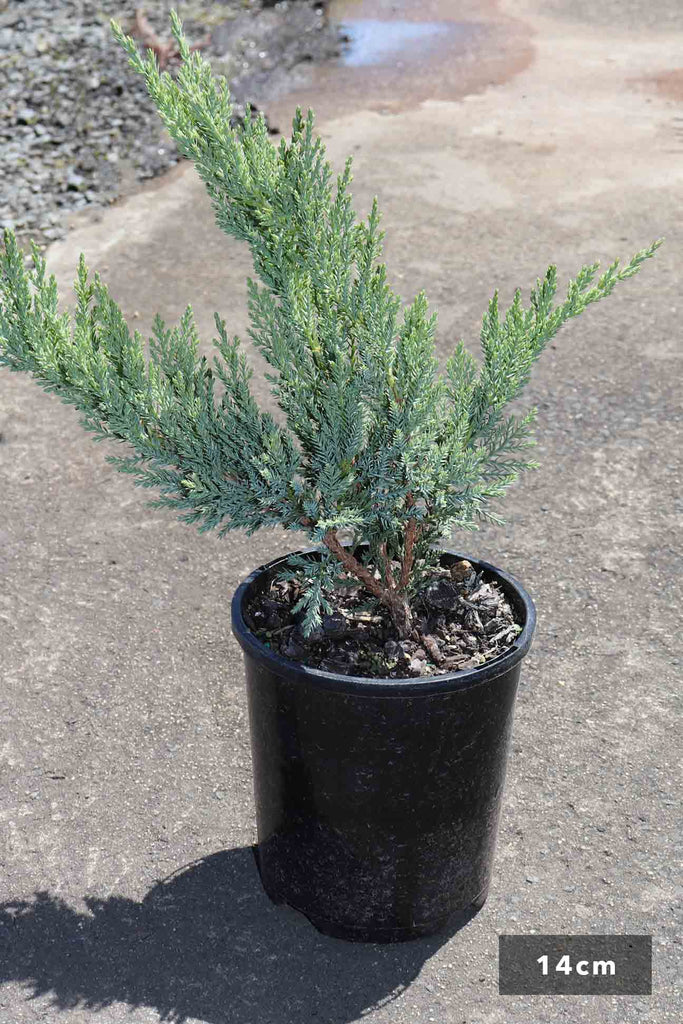 Juniperus Sabina in a 14cm black pot
