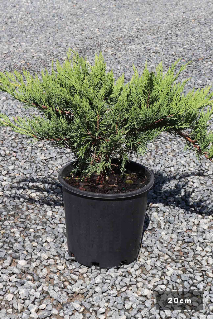 Juniperus Sabina in a 20cm black pot
