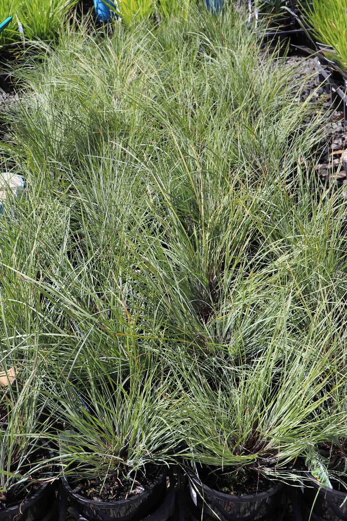 A group of Lomandra Frosty Top in 14cm pots.