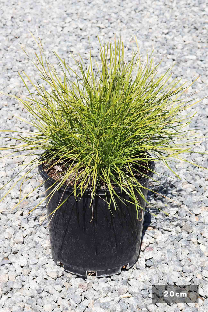 Lomandra confertifolia 'Little Con' in a 20cm black pot