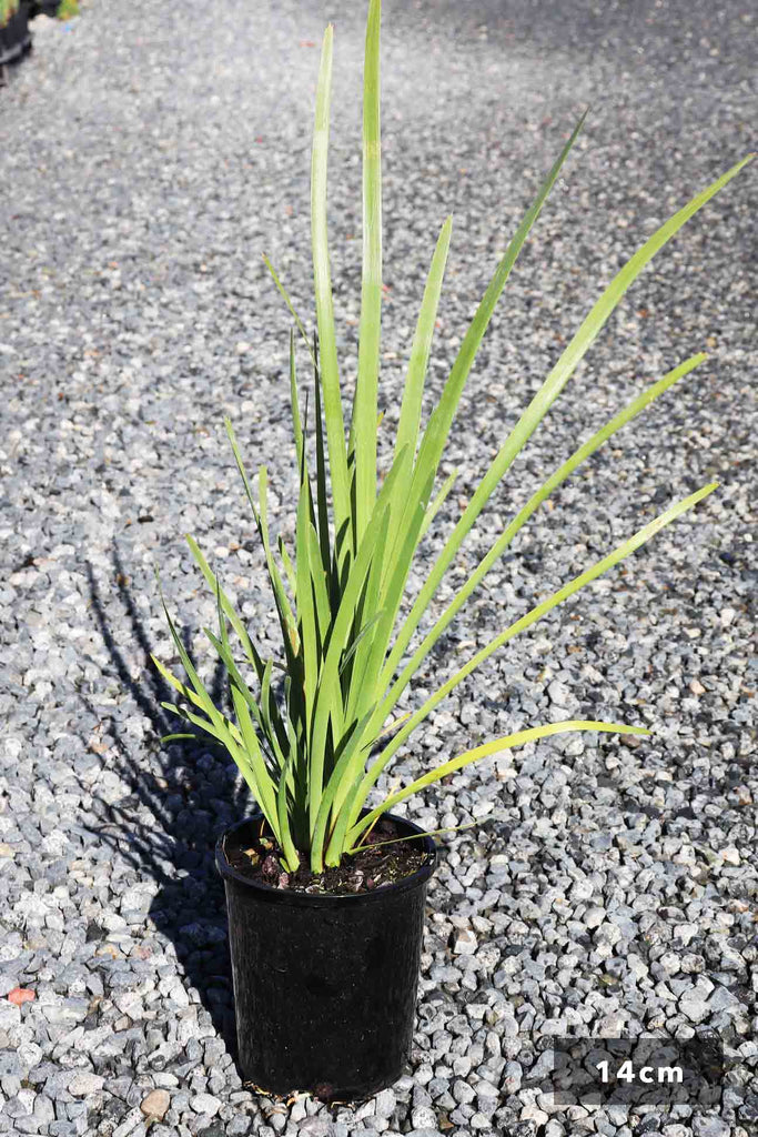 Lomandra longifolia in a 14cm black pot