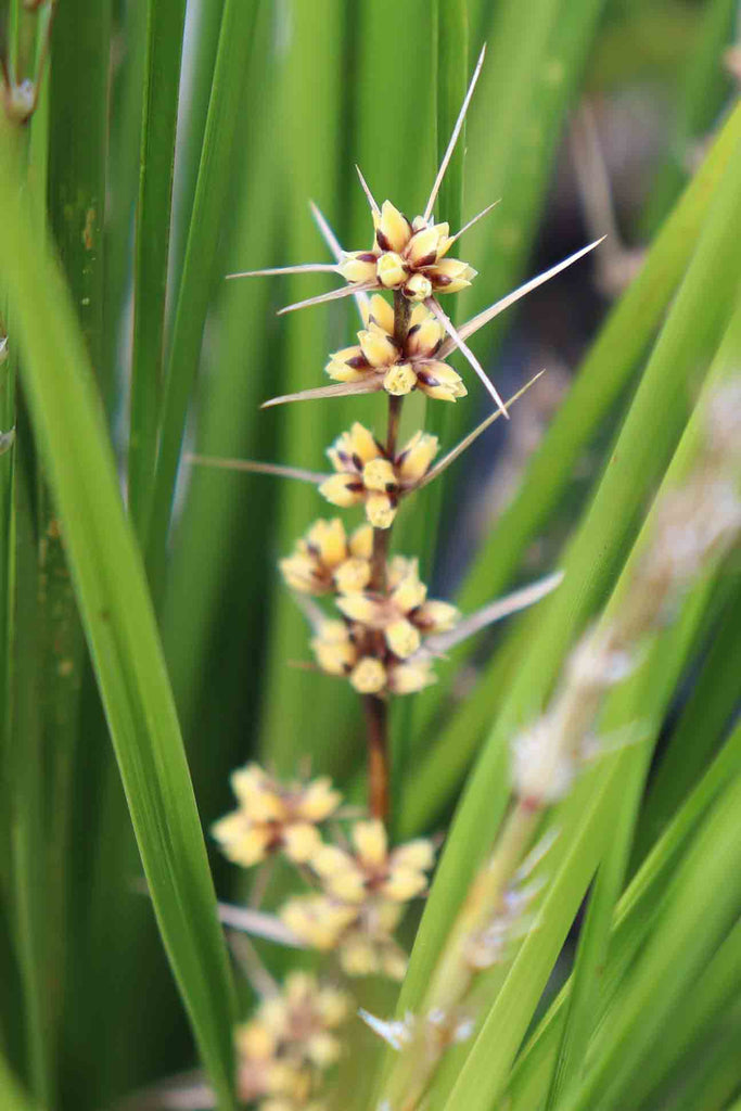 close up of Lomandra Tanika yellow flower with white barbs and green grass like foliage