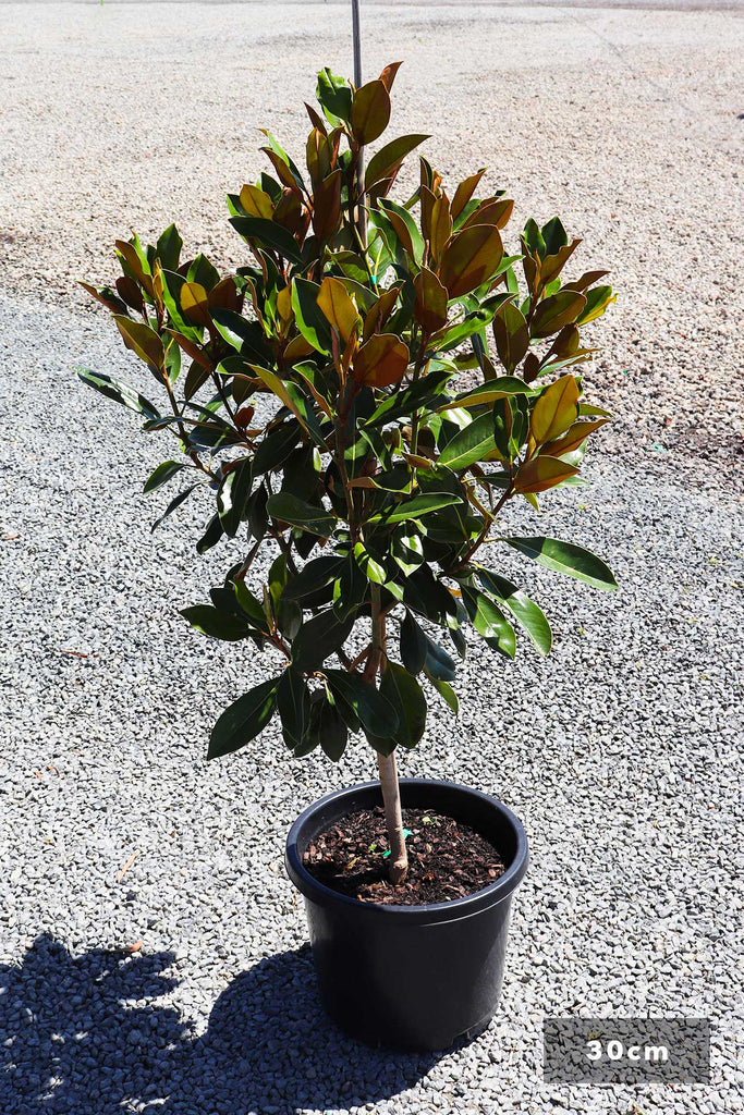 Magnolia grandiflora 'Little Gem' in a 30cm black pot