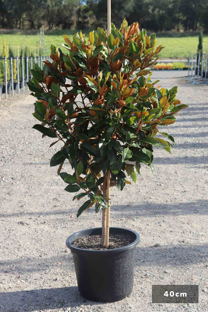 Magnolia grandiflora 'Little Gem' in 40cm black pot