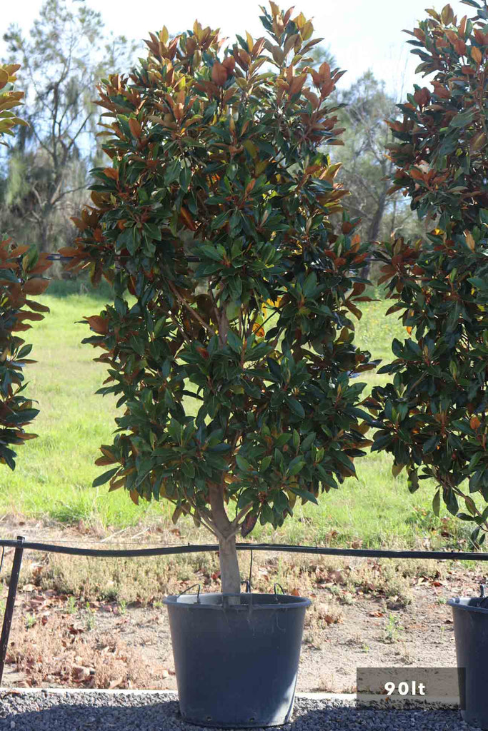 Magnolia grandiflora 'Little Gem' in a 90lt