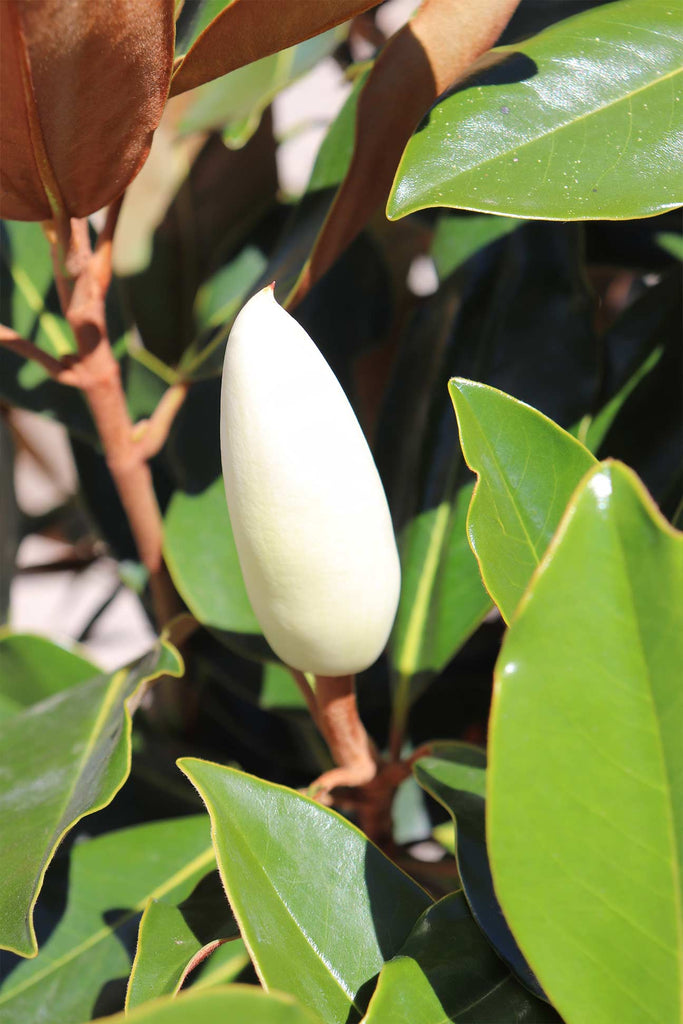 Close up of Magnolia grandiflora 'Little Gem' flower bud
