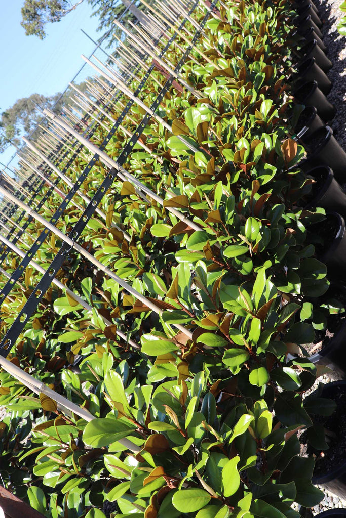 rows of Magnolia Grandiflora Teddy Bear in black pots 