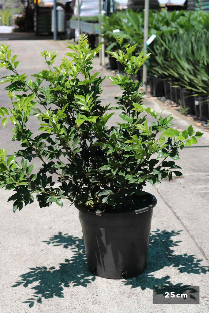 Murraya Paniculata in a 25cm black pot